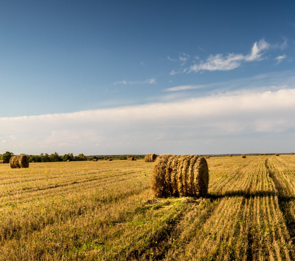 Haystacks on the field in autumn season with cloudy sky